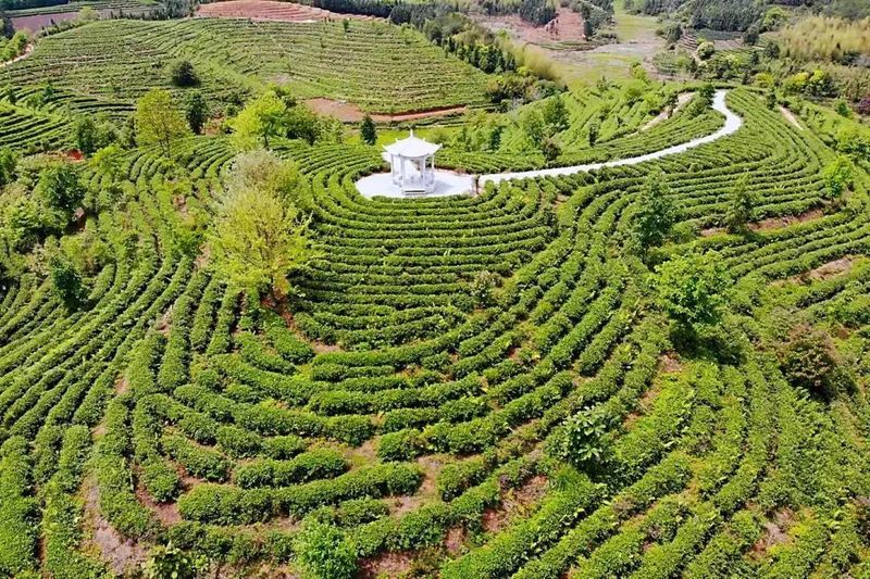 有关于如何打造“品质标杆”？老牌央企以“金”质量诠释白茶价值的消息