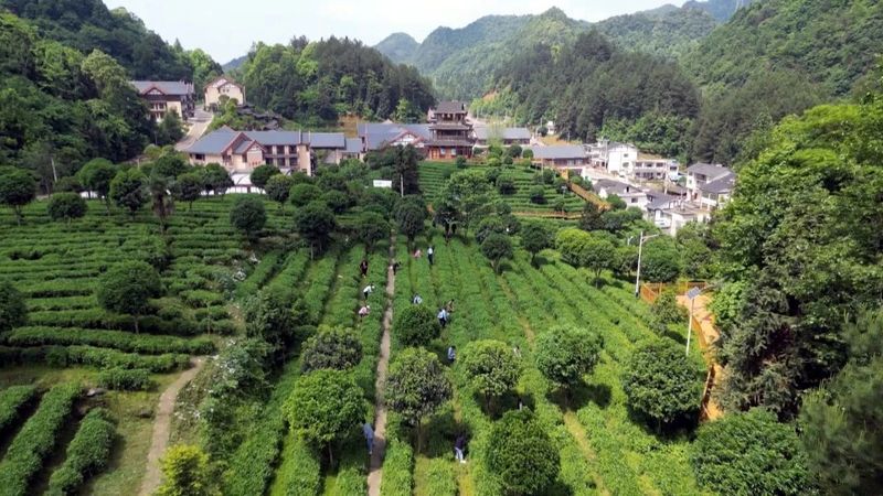 关于凤冈：“税医生”助力茶叶变“金叶”的资讯