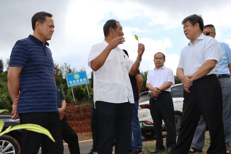 关于西双版纳州政协调研普洱茶产业提出：加大茶树茶园保护力度，推动茶产业健康发展的最新消息