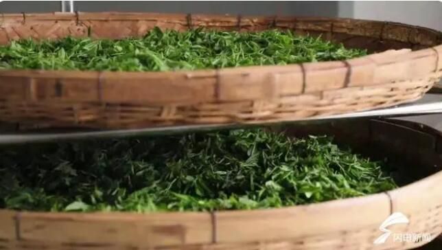 有关于泰安天平街道大陡山村：以茶赋能 助力乡村振兴的资讯(2)