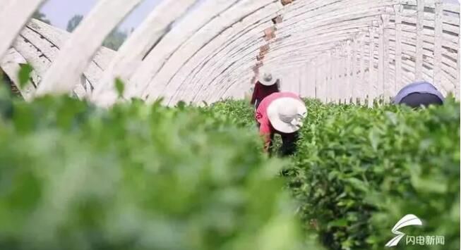 有关于泰安天平街道大陡山村：以茶赋能 助力乡村振兴的资讯(1)