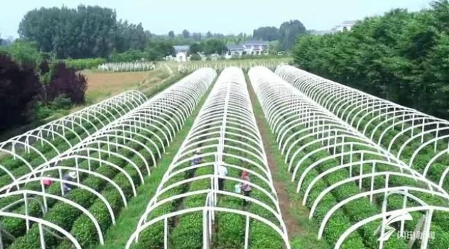 有关于泰安天平街道大陡山村：以茶赋能 助力乡村振兴的资讯