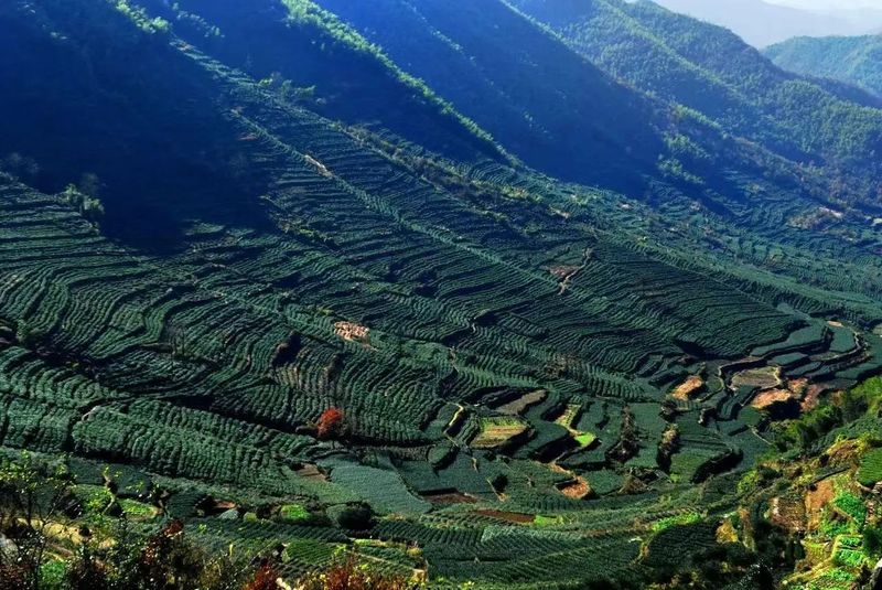 有关于​茶乡看浙江，绿茶数嵊州——2023越乡龙井北京推介会亮相北京两展一节的相关内容(2)