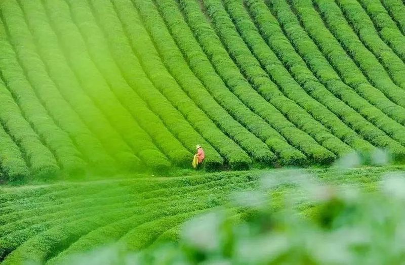 有关于​茶乡看浙江，绿茶数嵊州——2023越乡龙井北京推介会亮相北京两展一节的相关内容(1)