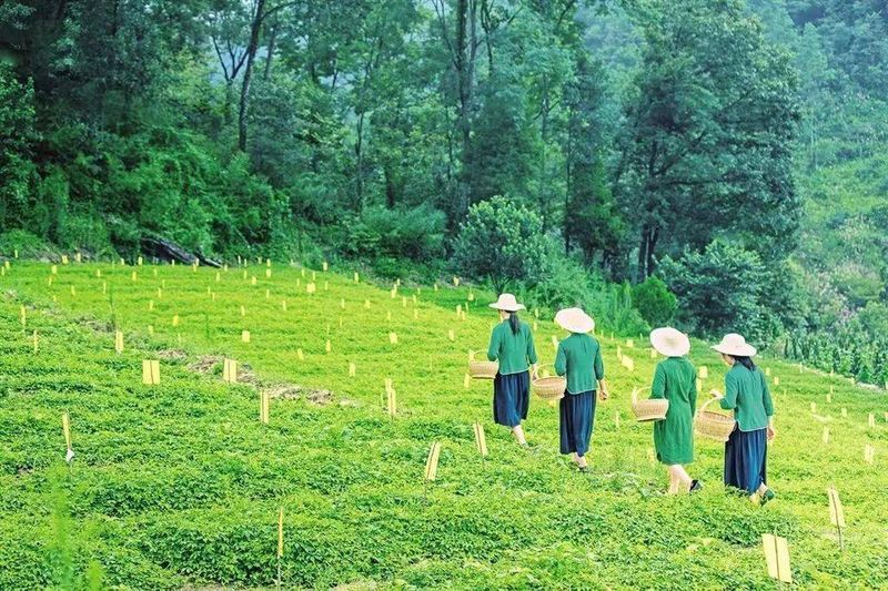 有关于茶香平利旅更“香” 的信息(1)