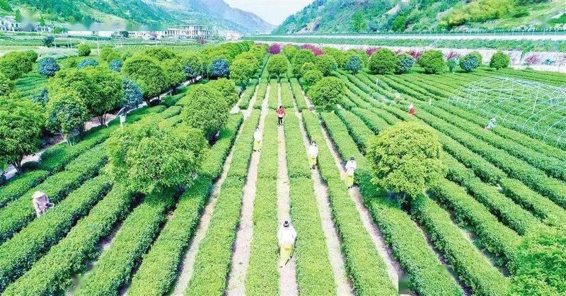 有关于茶香平利旅更“香” 的信息(2)