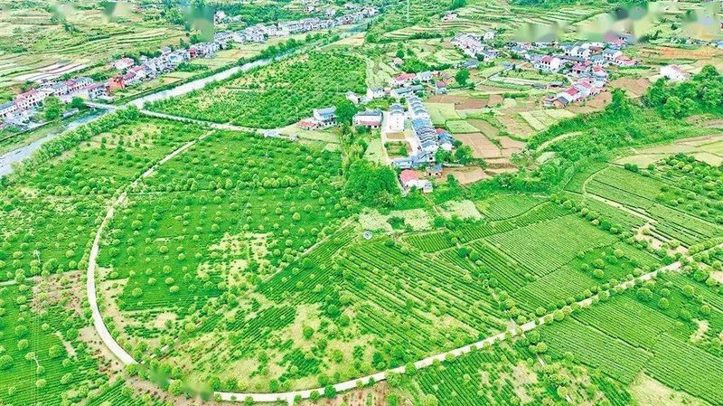 有关于茶香平利旅更“香” 的信息(5)