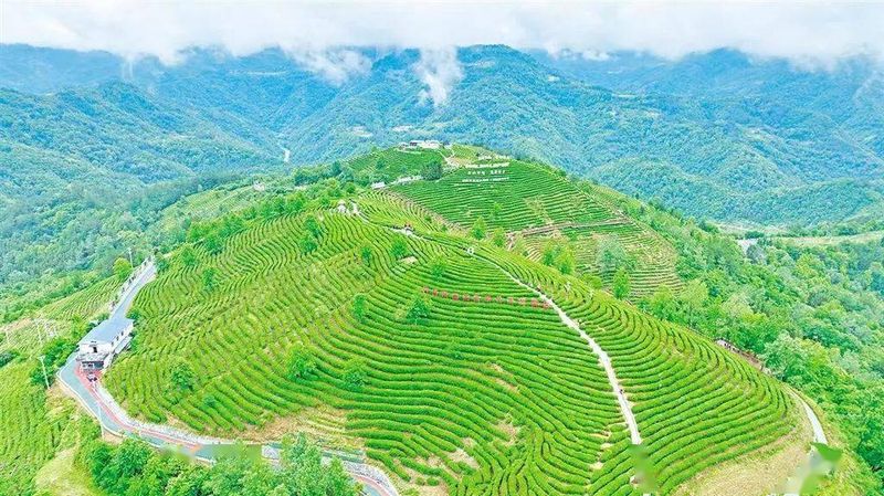 有关于茶香平利旅更“香” 的信息(4)