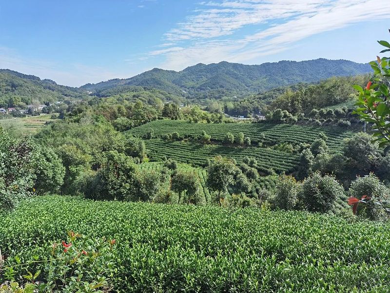 关于安徽舒城：醉美舒城兰花茶谷—赏湖光山色、享人间福地、逛人文舒城的最新消息(8)
