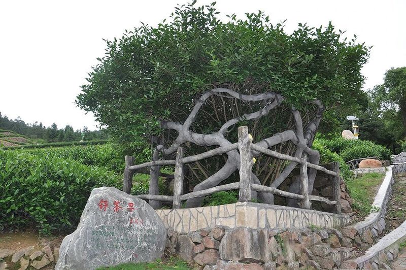 关于安徽舒城：醉美舒城兰花茶谷—赏湖光山色、享人间福地、逛人文舒城的最新消息(1)