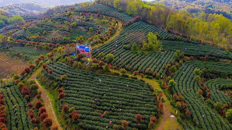 关于安徽舒城：醉美舒城兰花茶谷—赏湖光山色、享人间福地、逛人文舒城的最新消息(2)