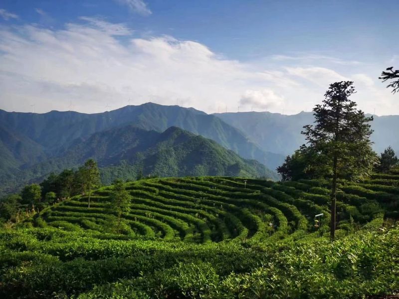 关于安徽舒城：醉美舒城兰花茶谷—赏湖光山色、享人间福地、逛人文舒城的最新消息(4)
