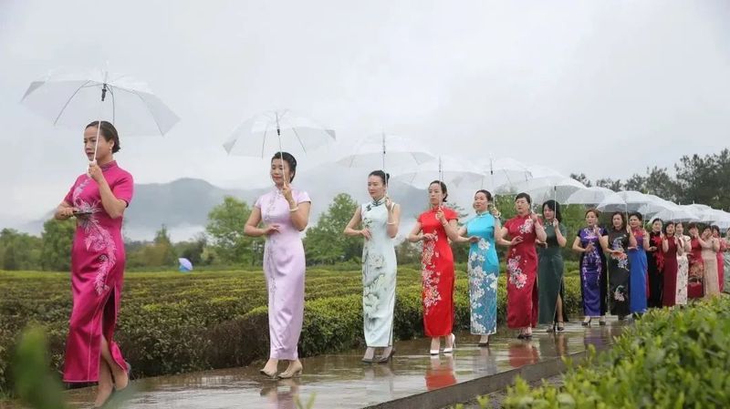 有关于春茶中国行⑬：3个月12个茶县，得出这样的结论？的新闻(8)