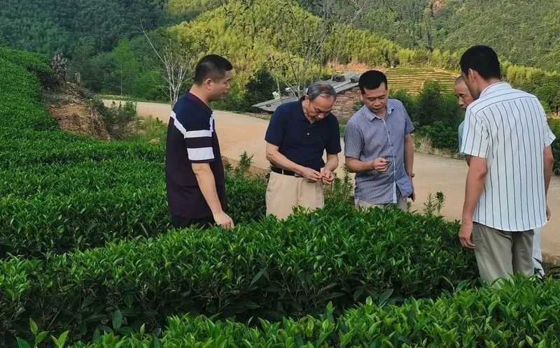 有关于南平市海峡茶业交流协会到小松调研茶产业发展情况的信息