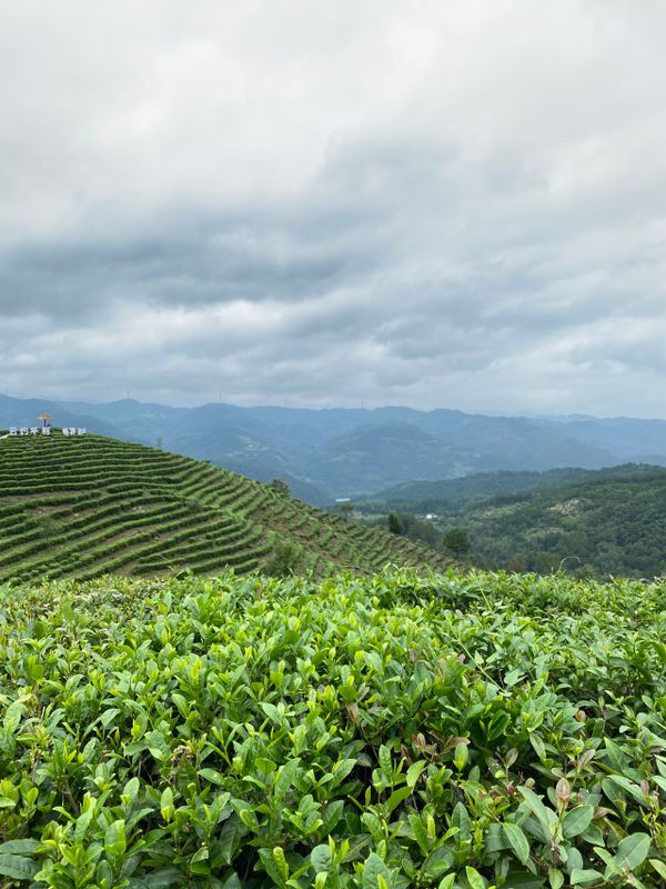 关于饮茶，一直都少不了的资讯(3)