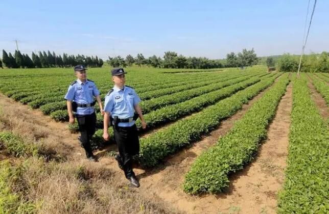 关于“茶警”护航，海青茶更香的最新消息(4)
