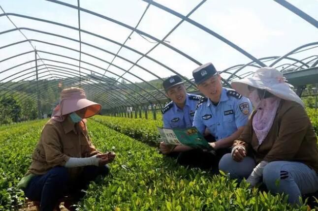 关于“茶警”护航，海青茶更香的最新消息(3)