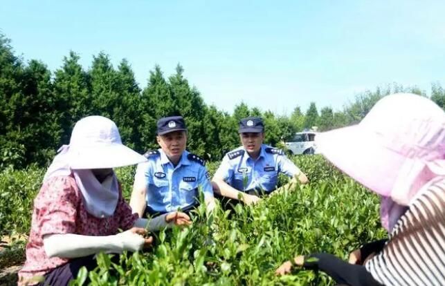 关于“茶警”护航，海青茶更香的最新消息(1)
