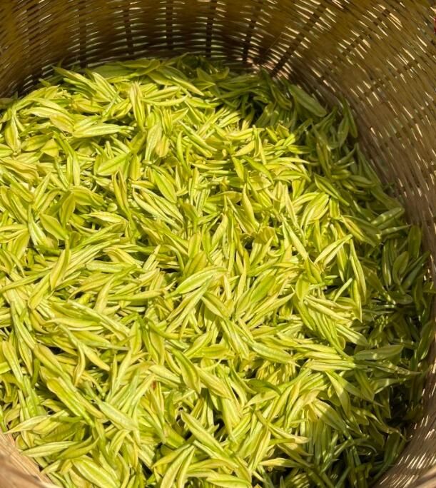 关于返乡开荒坚持生态种植，他的茶园成了村民增收致富的“工作车间”的内容(2)