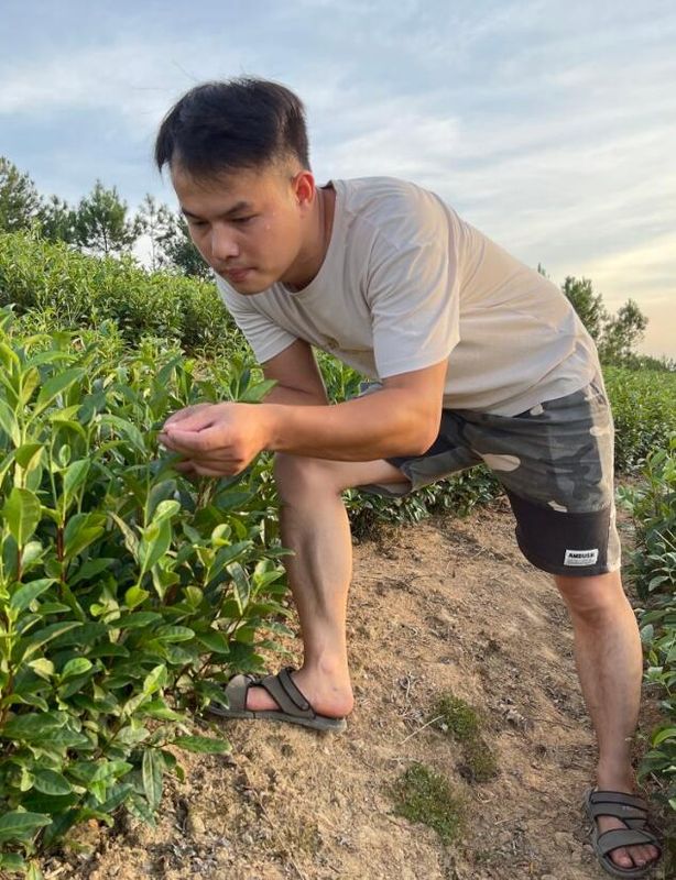 关于返乡开荒坚持生态种植，他的茶园成了村民增收致富的“工作车间”的内容