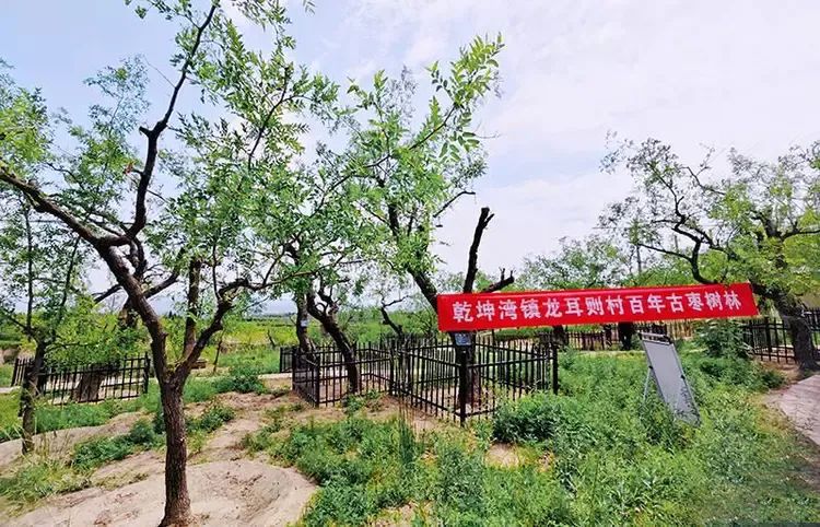 关于超乎想象!延安枣茶发布会亮点不容错过!的内容(4)