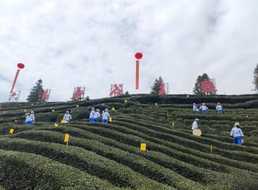 关于金寨县油坊店乡：茶叶焕新彩 带富千万家的资讯(3)