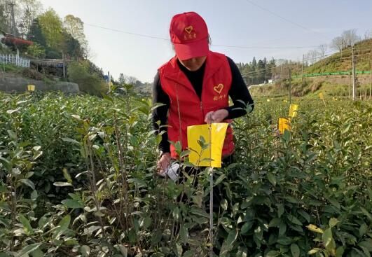 关于金寨县油坊店乡：茶叶焕新彩 带富千万家的资讯(1)