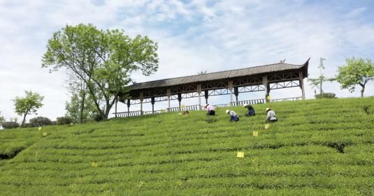 关于金寨县油坊店乡：茶叶焕新彩 带富千万家的资讯