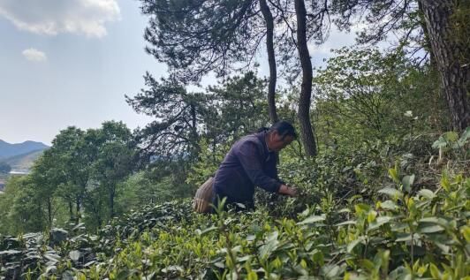 关于金寨县油坊店乡：茶叶焕新彩 带富千万家的资讯(2)