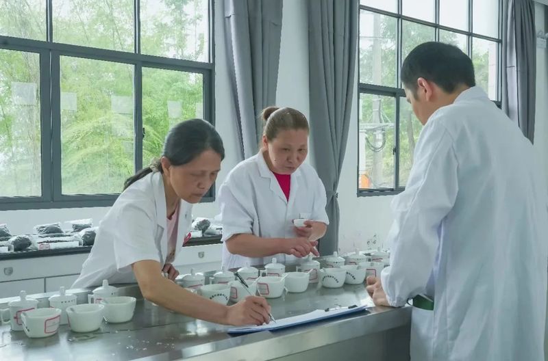 有关于龙岩斜背茶第六届茶王赛举办的内容(1)