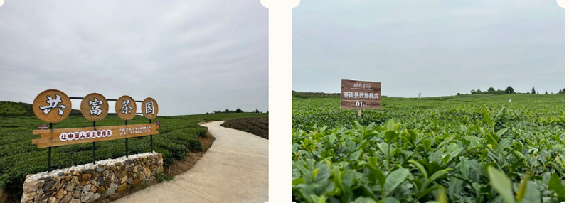 有关于苍南县政协组织召开茶产业工作协商会的新闻(1)