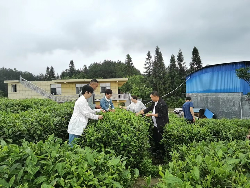 关于国家乡村振兴科技特派团 “组团式”帮扶助力沿河茶产业发展的相关内容