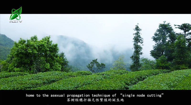 关于安溪铁观音茶文化系统获颁“全球重要农业文化遗产”证书的资讯(9)