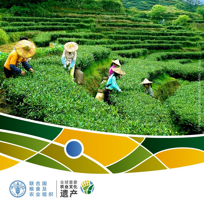 关于安溪铁观音茶文化系统获颁“全球重要农业文化遗产”证书的资讯(3)