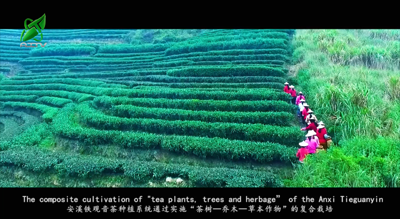 关于安溪铁观音茶文化系统获颁“全球重要农业文化遗产”证书的资讯(10)