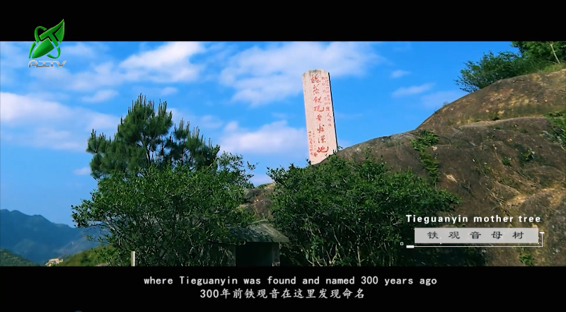 关于安溪铁观音茶文化系统获颁“全球重要农业文化遗产”证书的资讯(8)