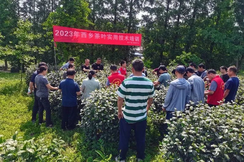 关于西乡党建引领技能培训促茶产业高质量发展的最新消息(2)