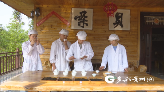 有关于普定：古茶树资源打响“朵贝茶”文化品牌的资讯(2)