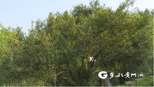 有关于普定：古茶树资源打响“朵贝茶”文化品牌的资讯