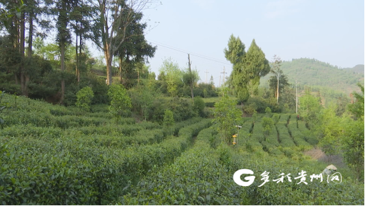 有关于普定：古茶树资源打响“朵贝茶”文化品牌的资讯(5)