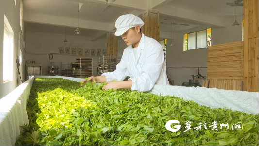 有关于普定：古茶树资源打响“朵贝茶”文化品牌的资讯(1)