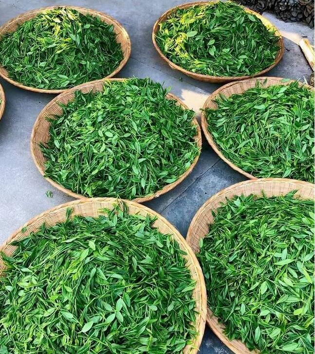 有关于九甲千家寨  千年茶韵醉茶乡的相关内容