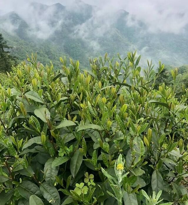 有关于九甲千家寨  千年茶韵醉茶乡的相关内容(4)