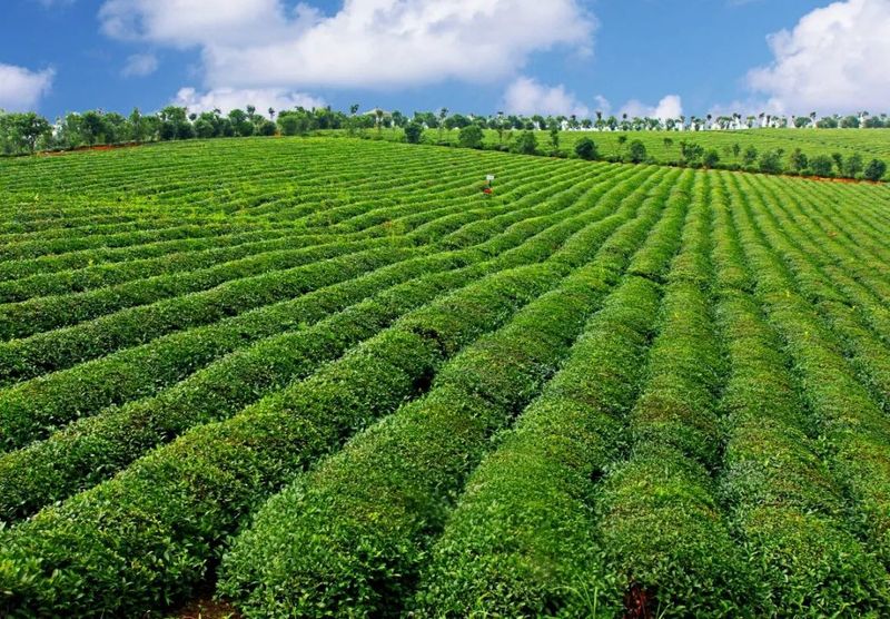 有关于湖北省茶产业链孙伟：推动湖北迈向茶业强省，将从十面突破的信息(3)