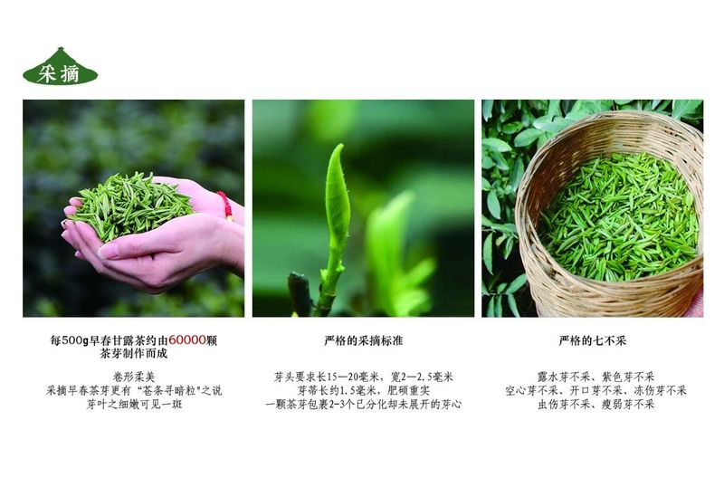 关于天地相合 以降甘露—味独珍早春甘露的内容(7)