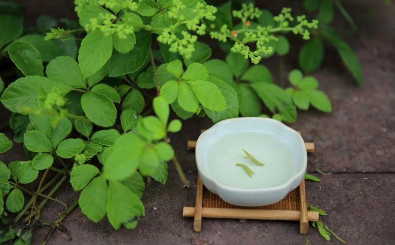 关于天地相合 以降甘露—味独珍早春甘露的内容(3)