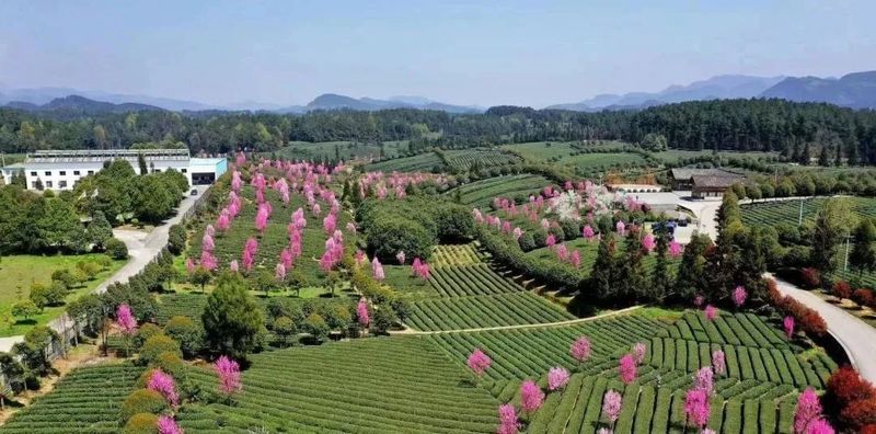 关于凤冈锌硒茶，推动茶产业加速发展的内容(2)