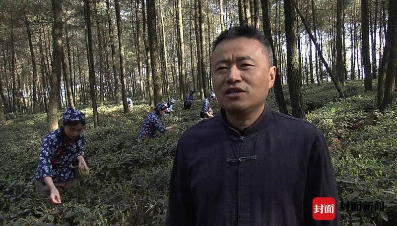 关于茶叶专家华蓥山论茶经 共谋广安茶业高质量发展的信息