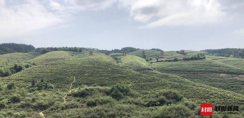 关于茶叶专家华蓥山论茶经 共谋广安茶业高质量发展的信息(2)