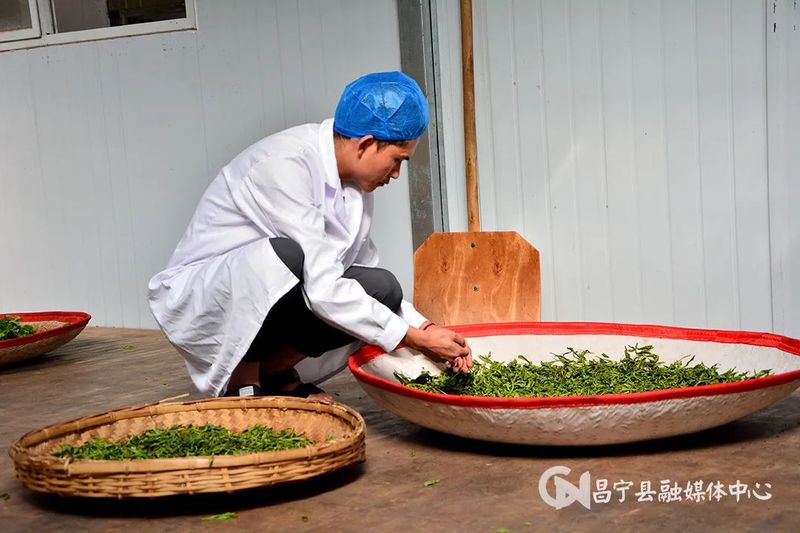 关于昌宁县2023年茶叶行业劳动技能竞赛温泉赛区制茶比赛开赛的相关内容(1)